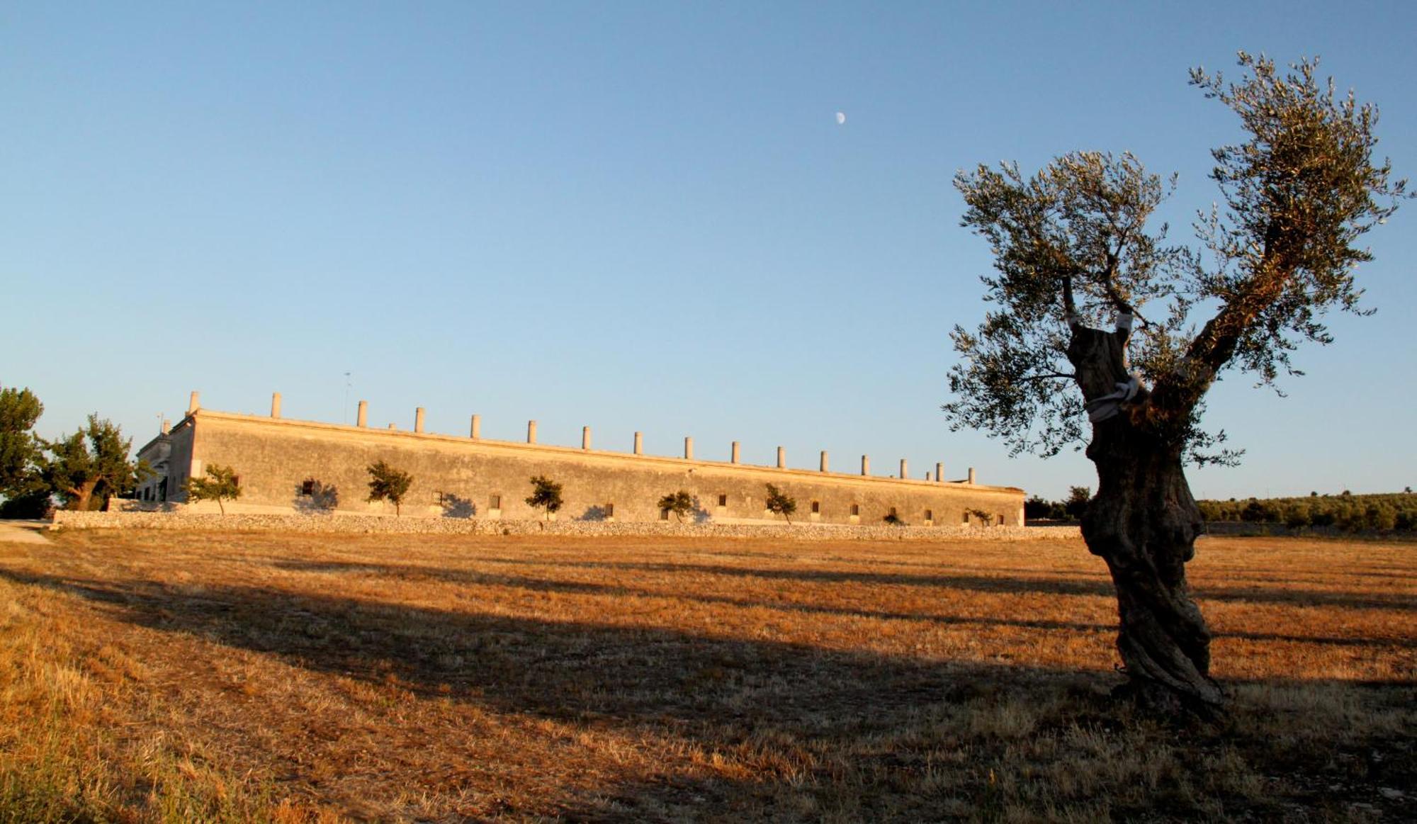 Lama Di Luna Biomasseria Montegrosso Exterior foto